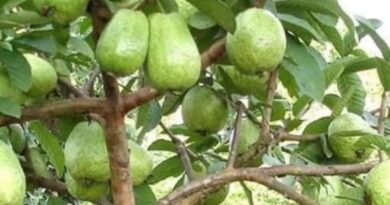Mơ thấy cây ổi là điềm báo gì? Hé lộ con số giúp đổi vận