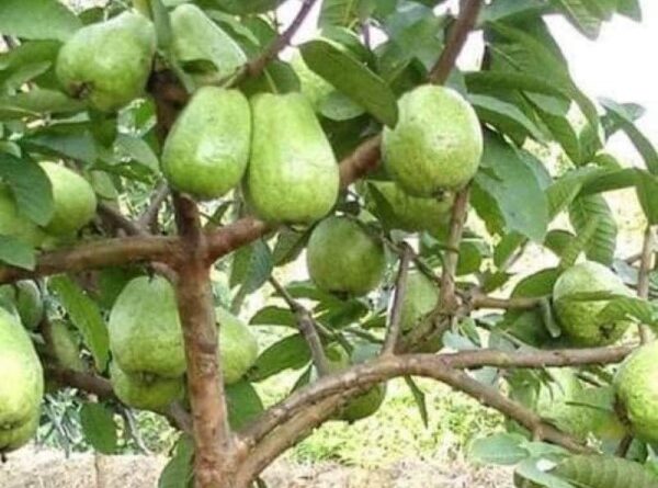 Mơ thấy cây ổi là điềm báo gì? Hé lộ con số giúp đổi vận