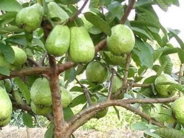 Mơ thấy cây ổi là điềm báo gì? Hé lộ con số giúp đổi vận
