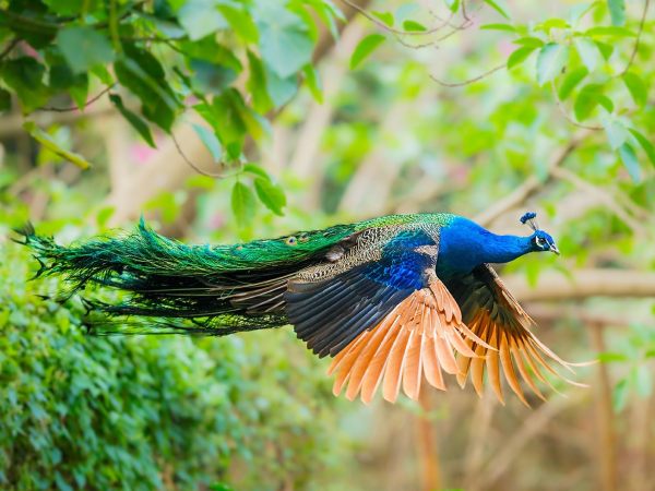 Con công biểu tượng cho cái gì trong đời sống tinh thần?