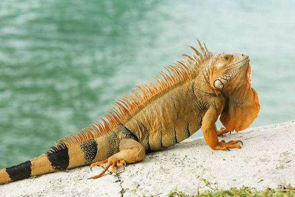 Kỳ nhông số mấy nên hiểu như thế nào cho đúng? kỳ nhông số mấy
