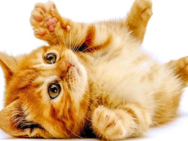 Tổng quan tử vi ngày 15/3 tuổi Tân Mão con số may mắn ngày 15/3 tuổi Tân Mão